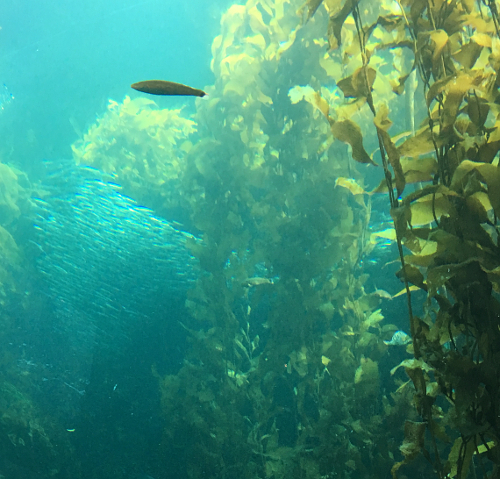 Image of a kelp forest